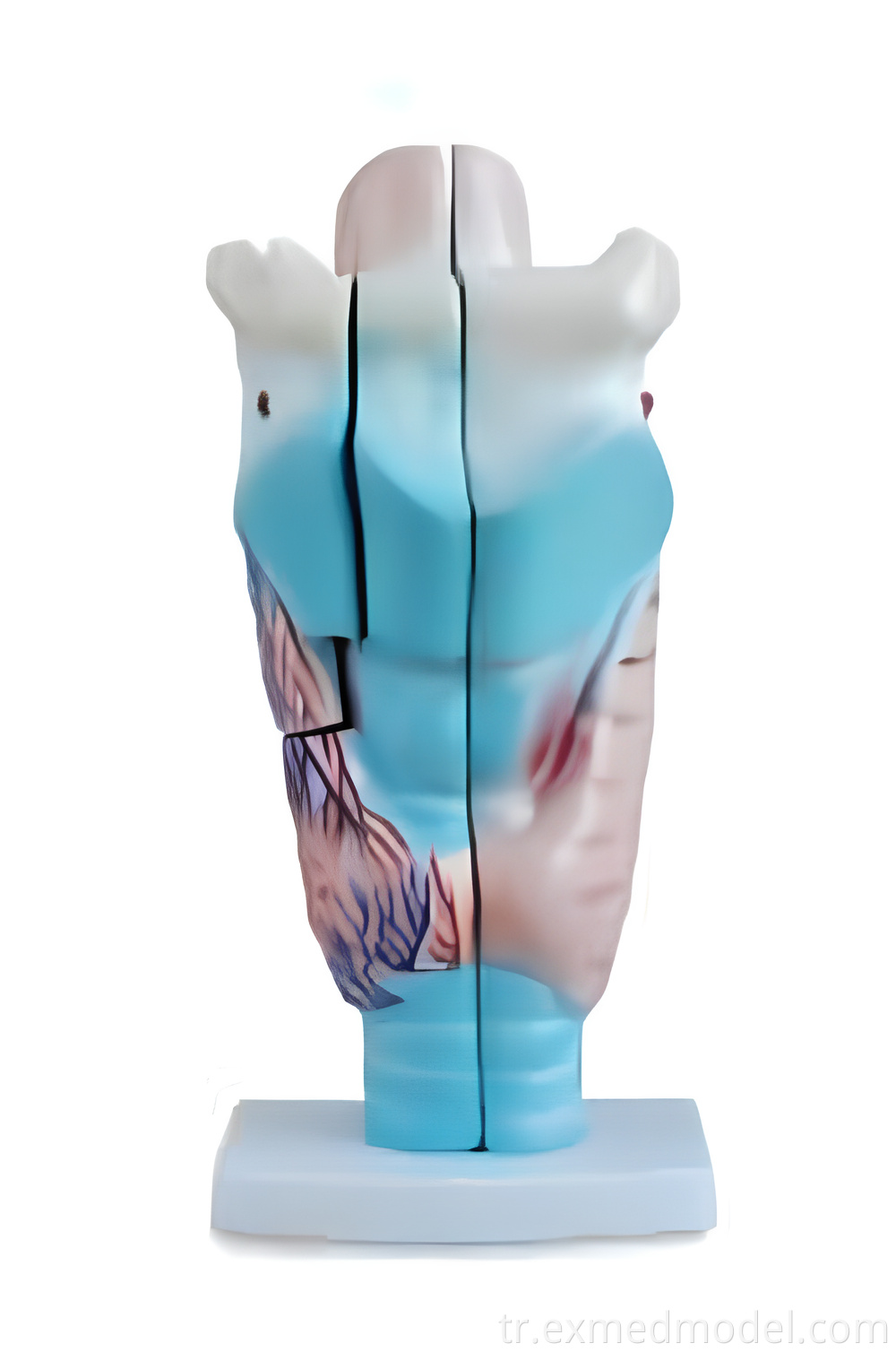 Büyütülmüş insan larinks modeli Magnified Human Larynx Model